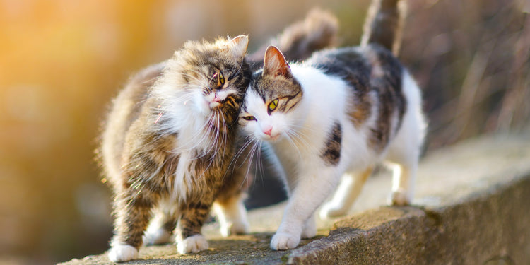 2 cats on a wall, Spay Oklahoma