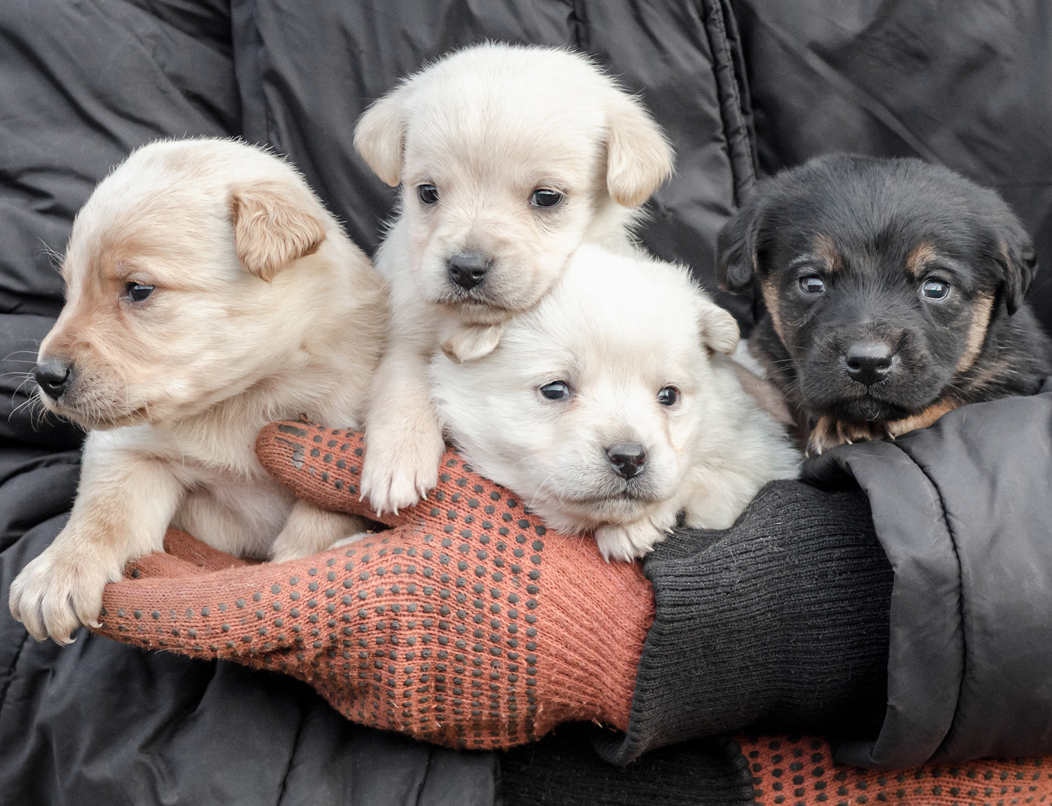 4 puppies - Spay OK