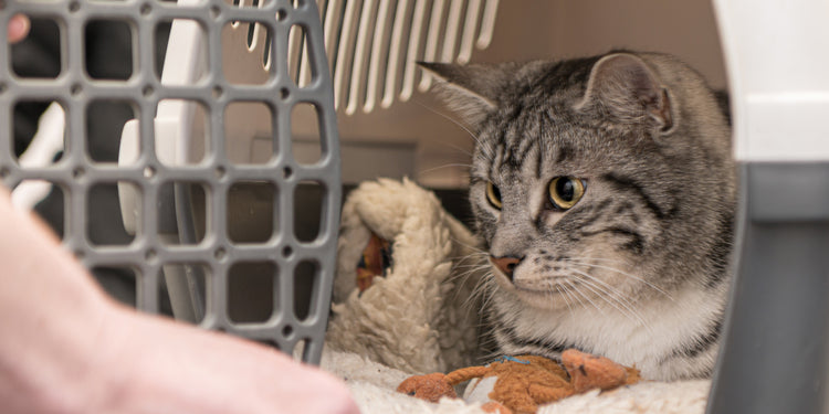 Care before surgery with cat in crate - Spay Oklahoma
