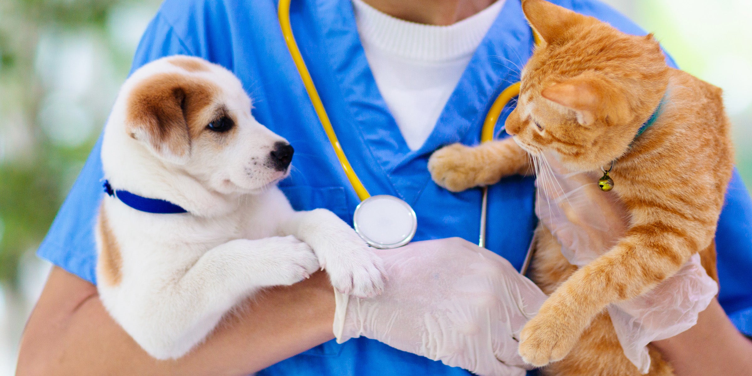 FAQ – Spay Oklahoma