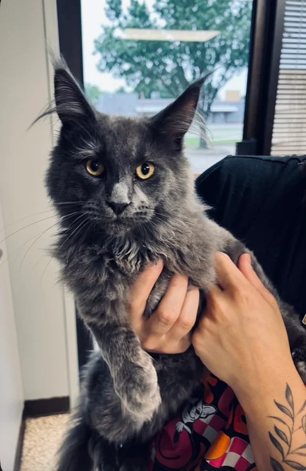 Cat prepared for veterinary care