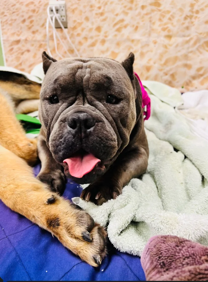 Dog resting during recovery