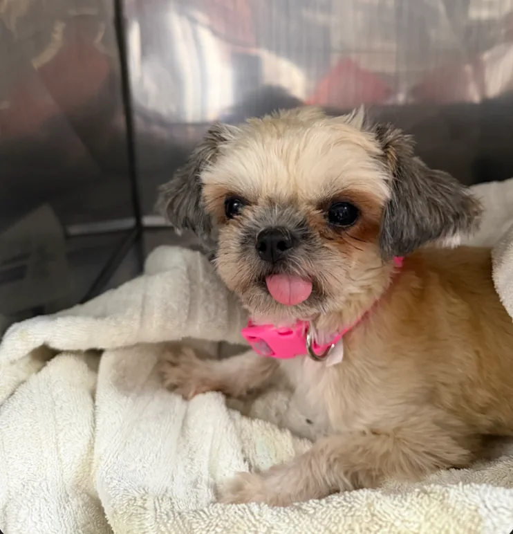 Dog patient at Spay Oklahoma