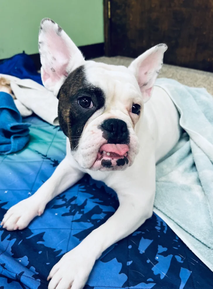 A dog patient resting at Spay Oklahoma