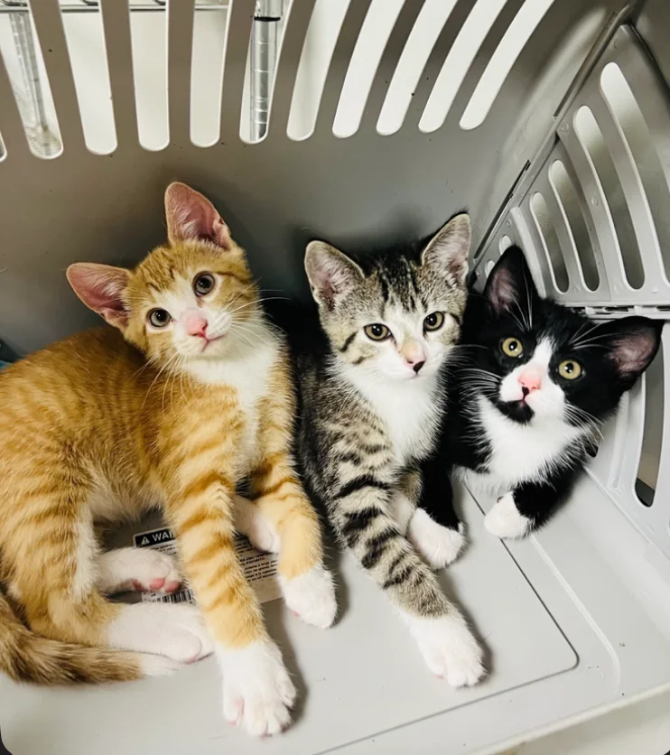 Kittens at Spay Oklahoma