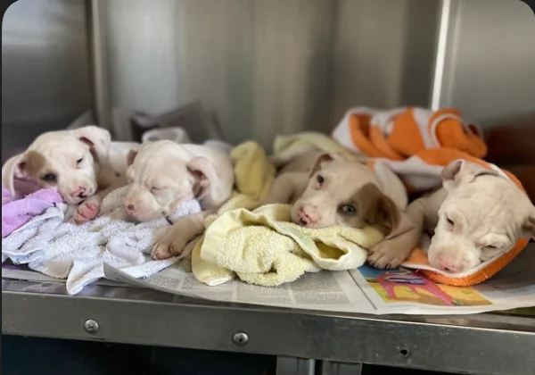 Puppies representing the mama and litter package