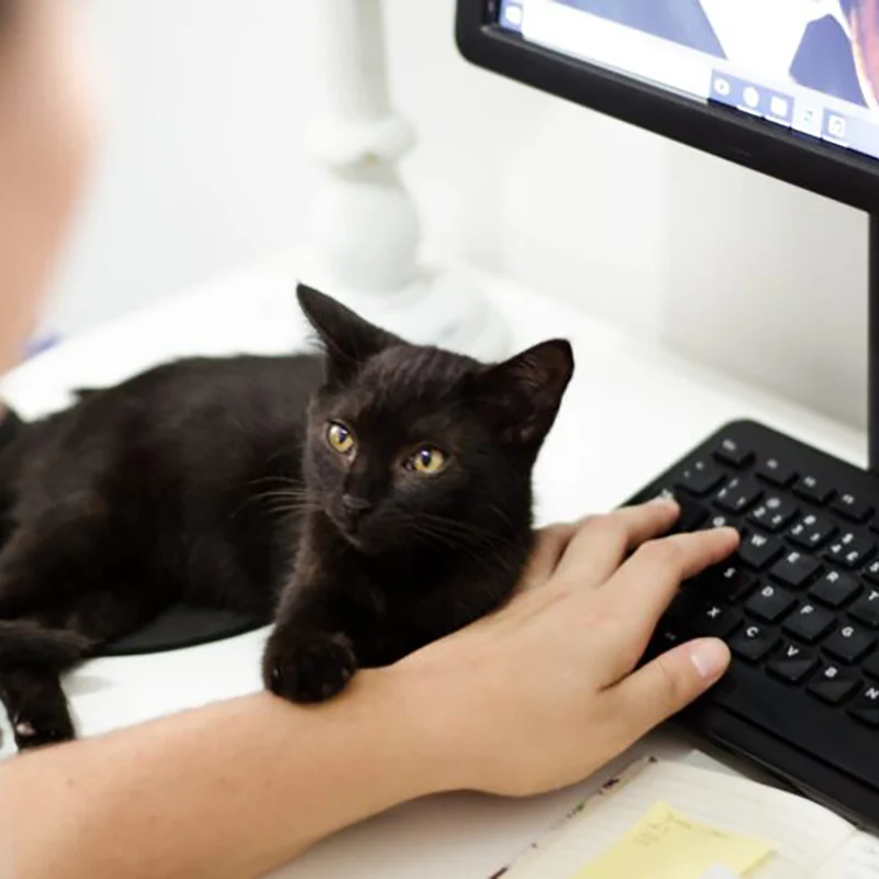 Pet owner preparing to make an appointment with Spay Oklahoma