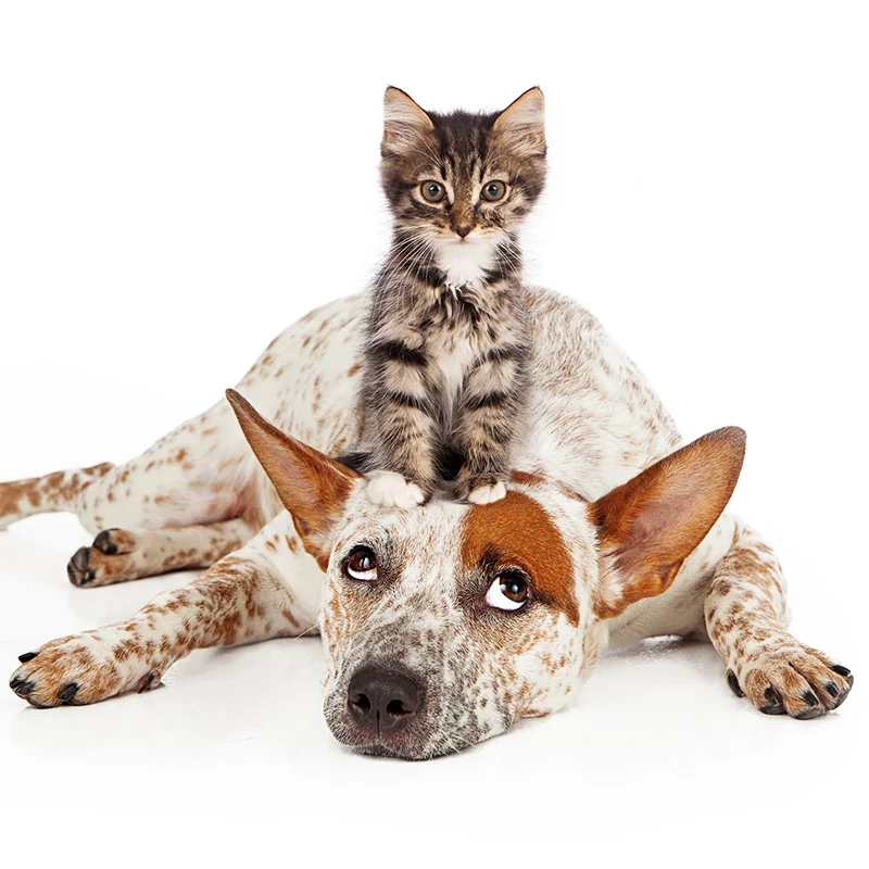 Additional pet services available through Spay Oklahoma
